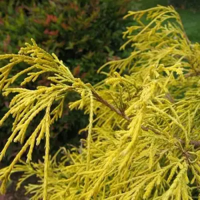 Кипарисовик ВАВЕЛ горохоплодный в Орше