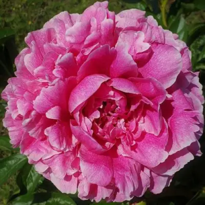 Пион ЗЕ ФОН травянистый в Орше