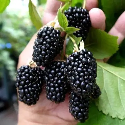 Ежевика ПРАЙМ АРК 45 ремонтантная   в Орше