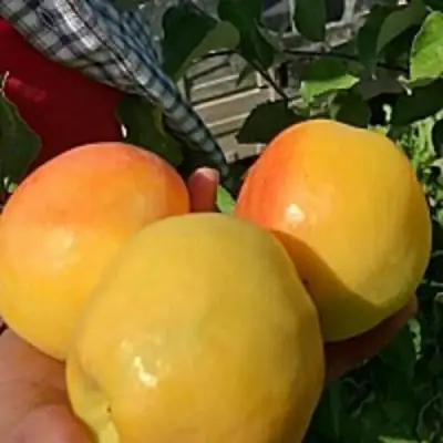 Яблоня АНТОНОВКА ЗОЛОТАЯ в Орше