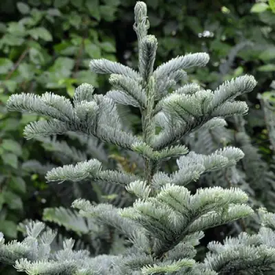 Пихта благородная в Орше