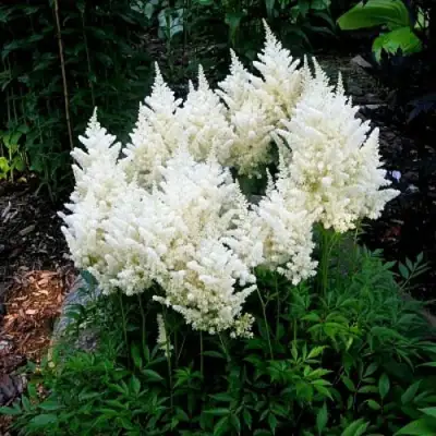 Астильба ДОЙЧЛАНД японская в Орше