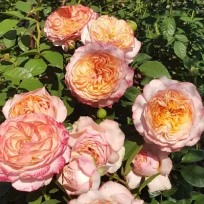 Роза СУРИР ДЕ ХАВР чайно-гибридная в Орше