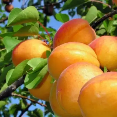 Абрикос ЭДЕЛЬВЕЙС в Орше