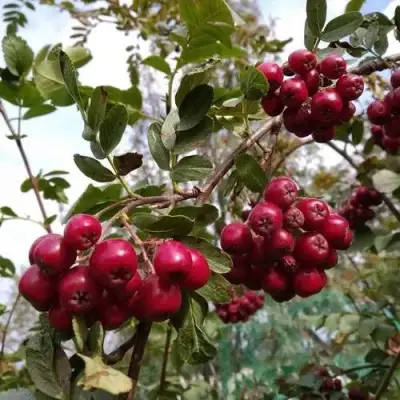 Рябина ГРАНАТНАЯ сладкоплодная в Орше