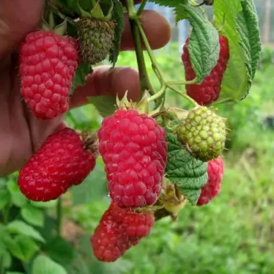 Малина ЛЯЧКА (ЛАШКА, ЛЯШКА) в Орше