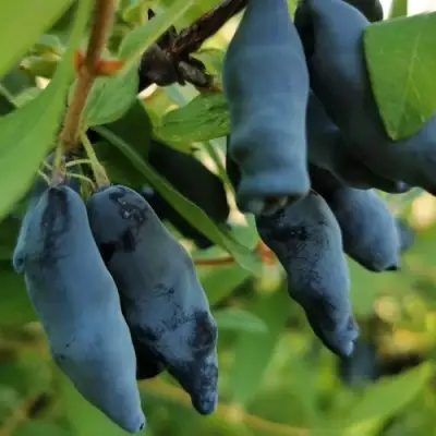 Жимолость съедобная СИЛЬГИНКА в Орше