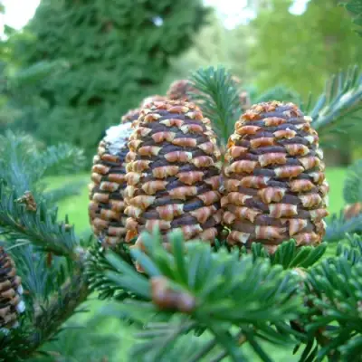 Пихта ФРАЗЕРА в Орше