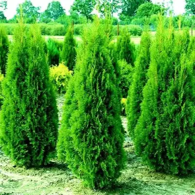 Туя ВИДМАНТ западная в Орше