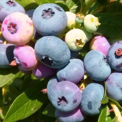 Голубика ЭЛИЗАБЕТ в Орше