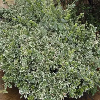 Бересклет ЭМЕРАЛЬД ГАИТИ форчуна  в Орше