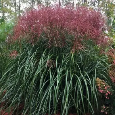 Мискантус МАЛЕПАРТУС китайский  в Орше