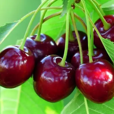 Вишня ВЯНОК в Орше