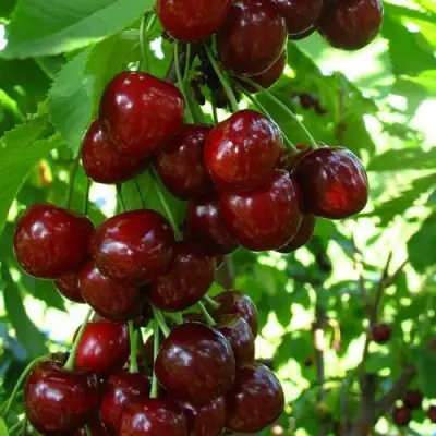 Вишня ВОСТОРГ колонновидная в Орше