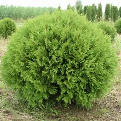 Туя ГЛОБОЗА западная в Орше