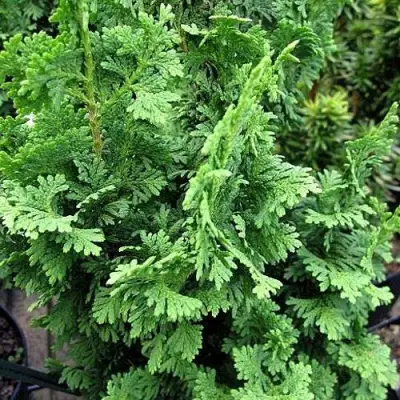 Туя ЗМАТЛИК западная в Орше