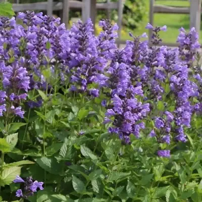 Котовник БЛЮ ДРИМС полусидячий в Орше