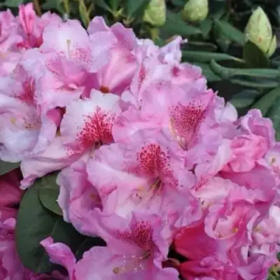 Рододендрон КЛАУДИУС в Орше