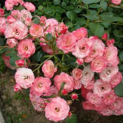 Роза ПАТ ДЕ ВЕЛЮР шраб в Орше