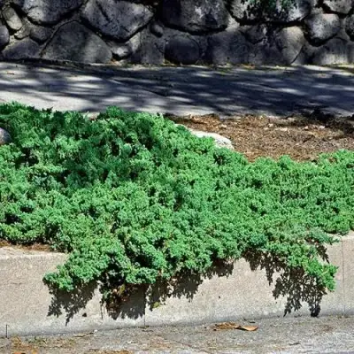 Можжевельник НАНА лежачий в Орше