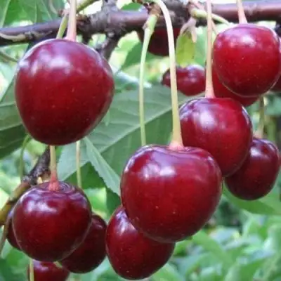 Вишня ТУРГЕНЕВКА в Орше