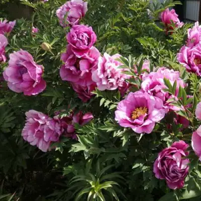 Пион ВРАТА ХРАМА древовидный  в Орше