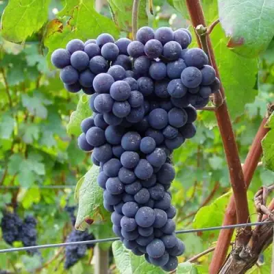 Виноград МУКУЗАНИ в Орше