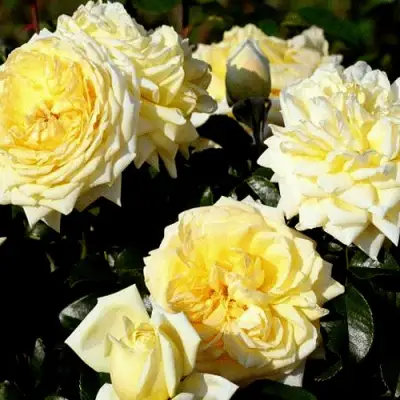 Роза НАДЯ МЕЙДИЛАНД почвопокровная в Орше