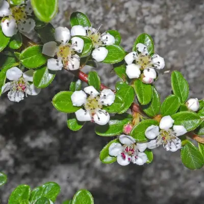 Кизильник ТАНГСТЕДТ горизонтальный  в Орше