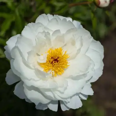 Пион МИСС АМЕРИКА травянистый в Орше