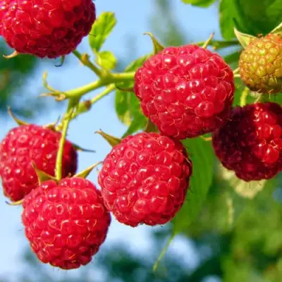 Малина МЕТЕОР в Орше