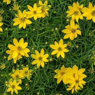 Кореопсис мутовчатый в Орше