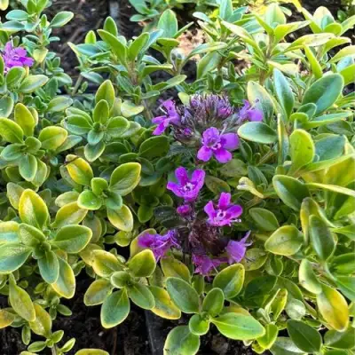 Тимьян АРЧЕРЗ ГОЛД в Орше