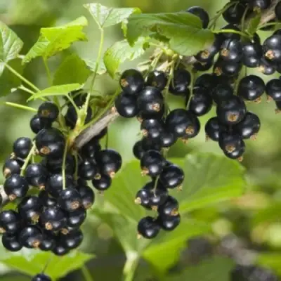 Смородина черная БЕН КОНАН в Орше