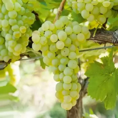 Виноград КИШМИШ МУСКАТНЫЙ в Орше