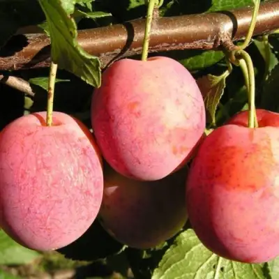 Слива ВИКТОРИЯ в Орше