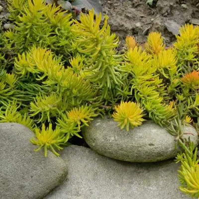 Очиток (седум) АНГЕЛИНА оттогнутый в Орше