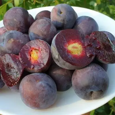 Сливово-вишневый гибрид МЕЙНОР в Орше