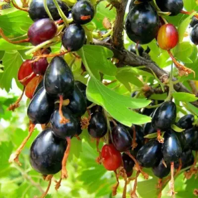 Смородина золотистая БОКАЛИНСКАЯ в Орше