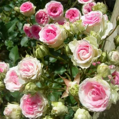 Роза МИМИ ЭДЕН спрей в Орше