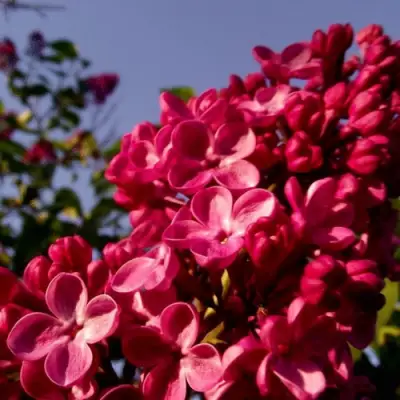 Сирень КРАСНАЯ МОСКВА в Орше