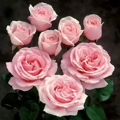 Роза ФРЕДЕРИК МИСТРАЛЬ чайно-гибридная в Орше