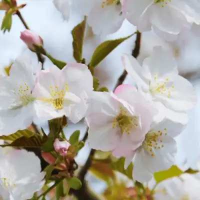 Вишня ОКАМЕ в Орше