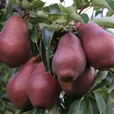 Груша РЕД ВИЛЬЯМС в Орше