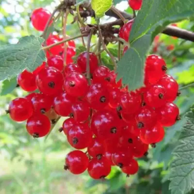 Смородина красная КРАСНАЯ АНДРЕЙЧЕНКО в Орше