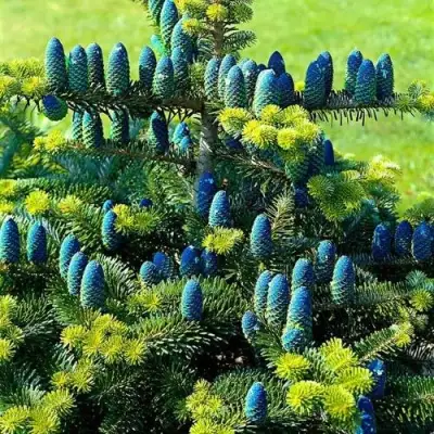 Пихта корейская  в Орше