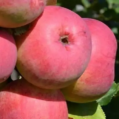 Яблоня ВЭМ-РОЗОВЫЙ в Орше