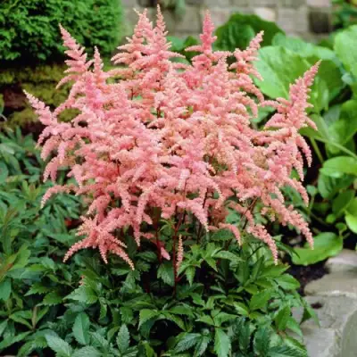 Астильба БРЕССИНГЕМ БЬЮТИ Арендса в Орше