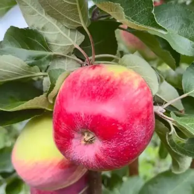 Яблоня АРБАТ колонновидная в Орше