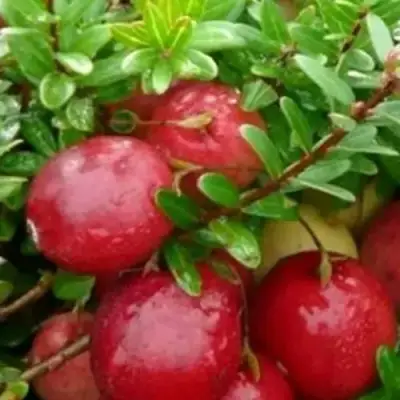 Клюква ХОЛЬШТАЙН в Орше